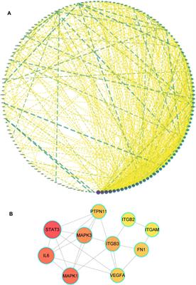 Network Pharmacology and In Vitro Experimental Verification Reveal the Mechanism of the Hirudin in Suppressing Myocardial Hypertrophy